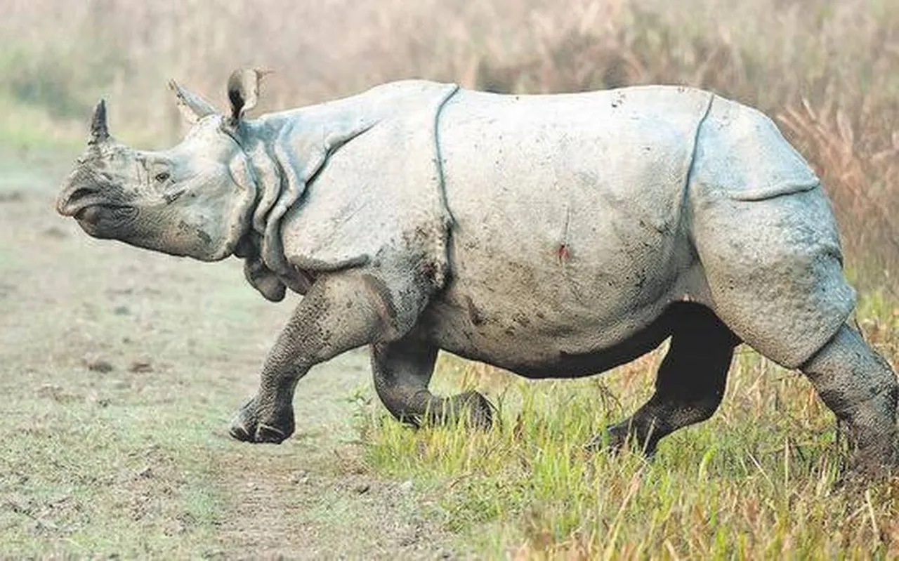 Kaziranga Forestguard Arrested For Hiding Rhino Horns