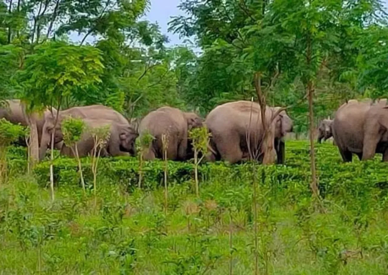 Assam: Man Killed By Herd Of Elephants In Golaghat