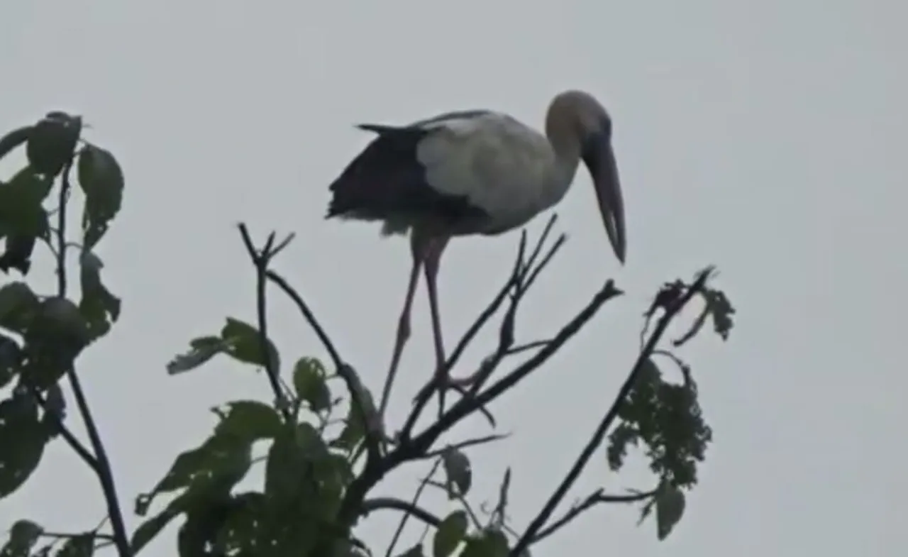 Sivasagar’s Dhanekhowa Village Is Home To Rare Asian Openbill Stork Since 12 Years