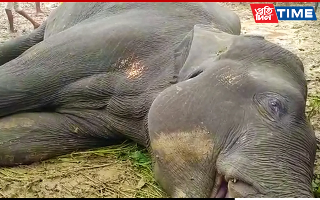 Wild Elephant Found Dead In Karbi Anglong, Poisoning Suspected
