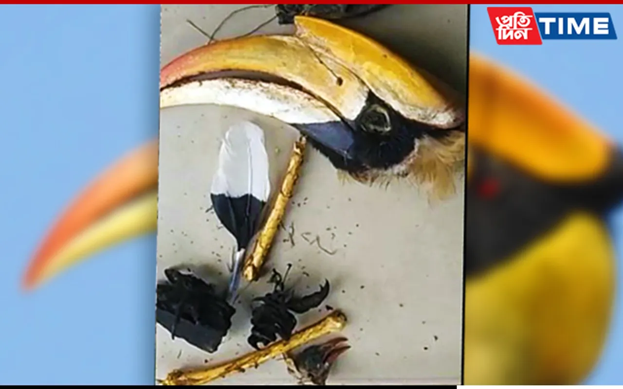 Dead Hornbill Parts Recovered In Baksa, 1 Held