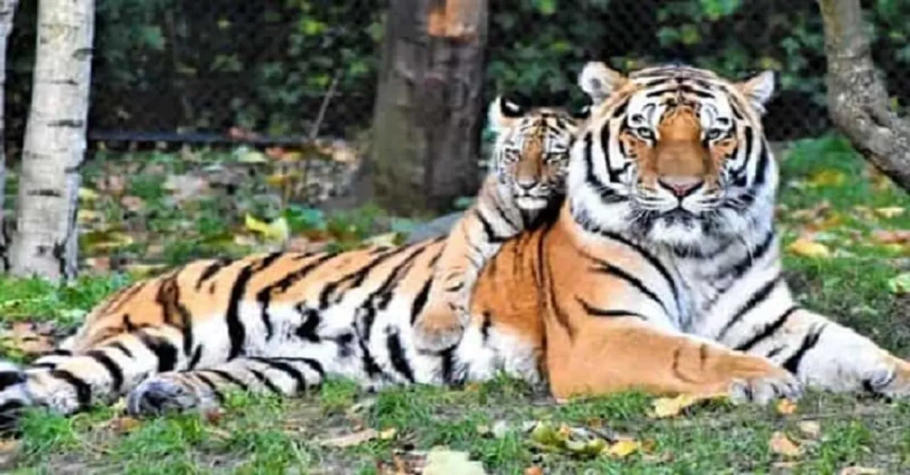 International Tiger Day 2021 – “Their Survival Is In Our Hands”