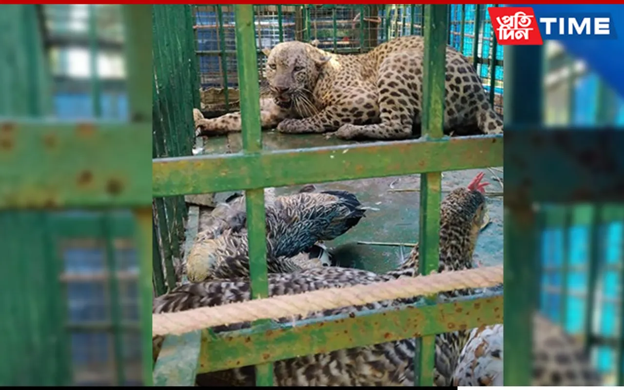 Sonari: Leopard Gets Stuck In Chicken Cage, Rescued