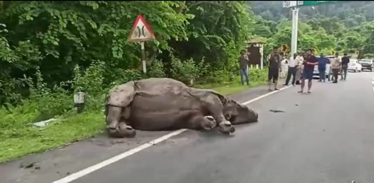 Assam: Rhino Injured By Speeding Car In Kaziranga