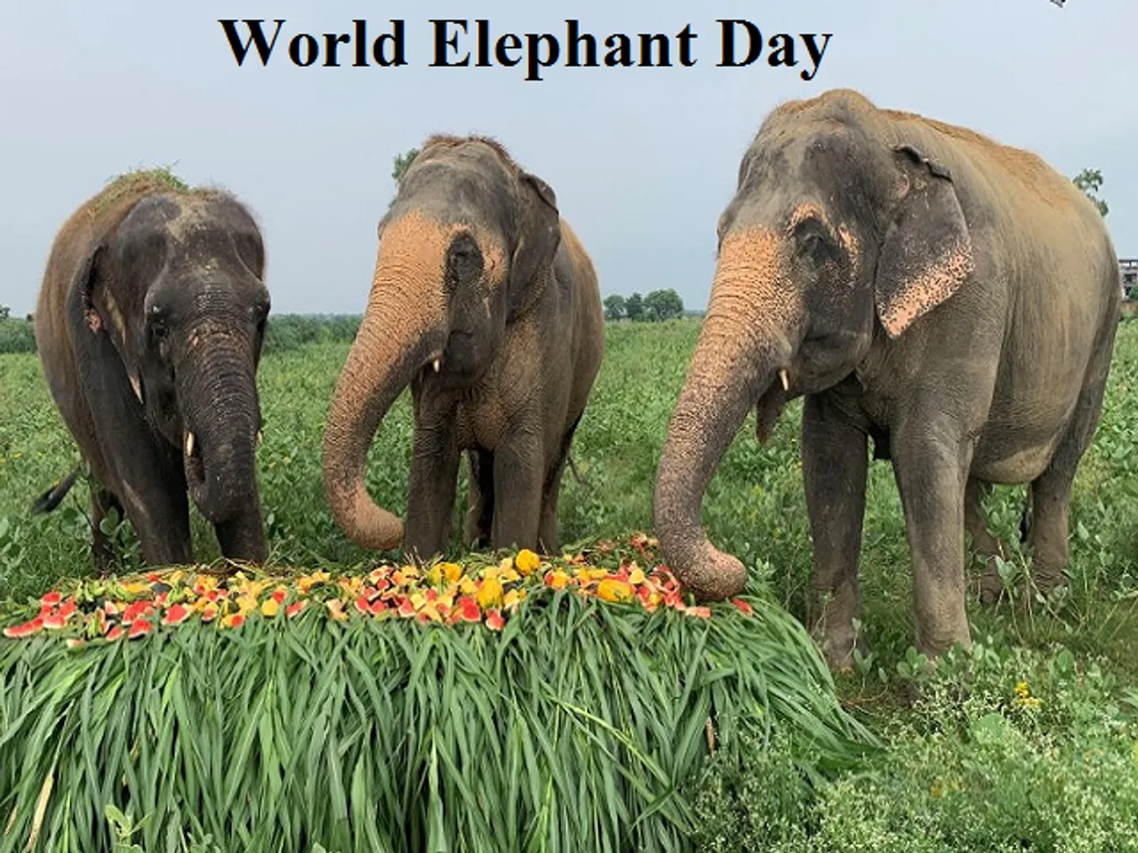 World Elephant Day: Assam Has 2nd Highest Number of Elephants