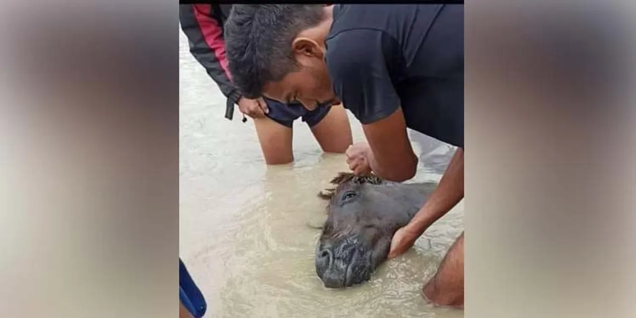 Assam: 3 Feral Horses Die After Being Swept Away By Flood Waters In Dibru-Saikhowa National Park