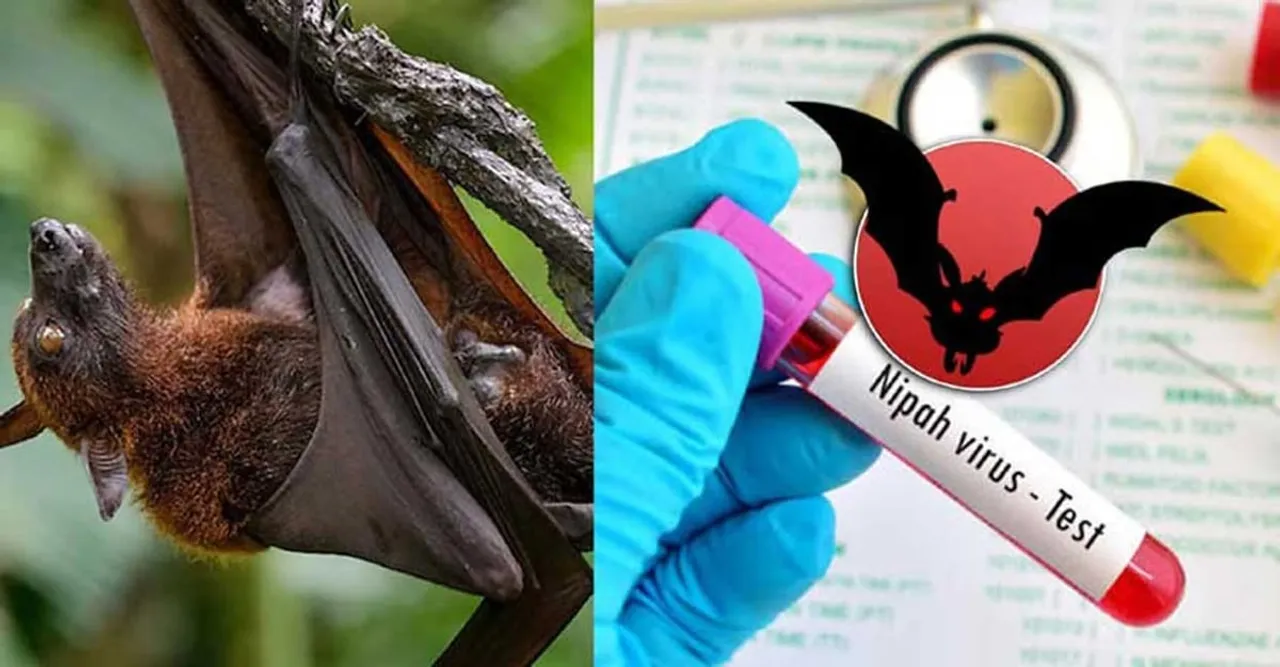 Kerala: 61 People Tested Negative for Nipah Virus So Far