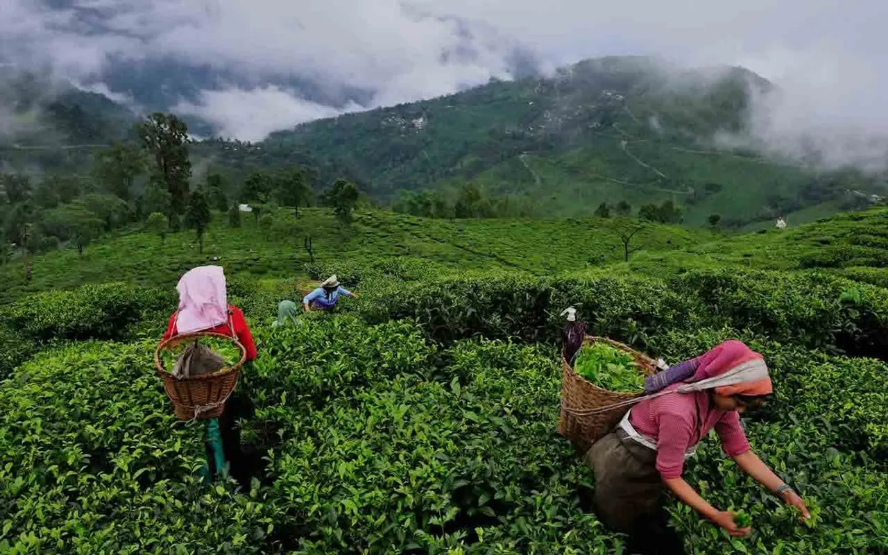 9 Tea Companies In Assam Declare Durga Puja Bonus For Workers
