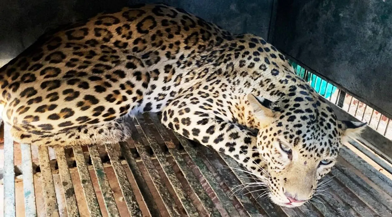Assam: Full Grown Leopard Rescued In Dibrugarh