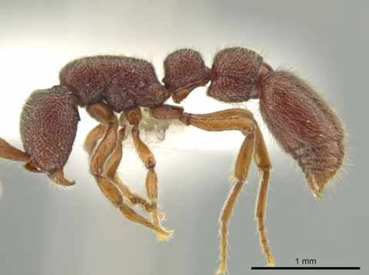 Rare Species Of Ant Spotted In Arunachal Pradesh