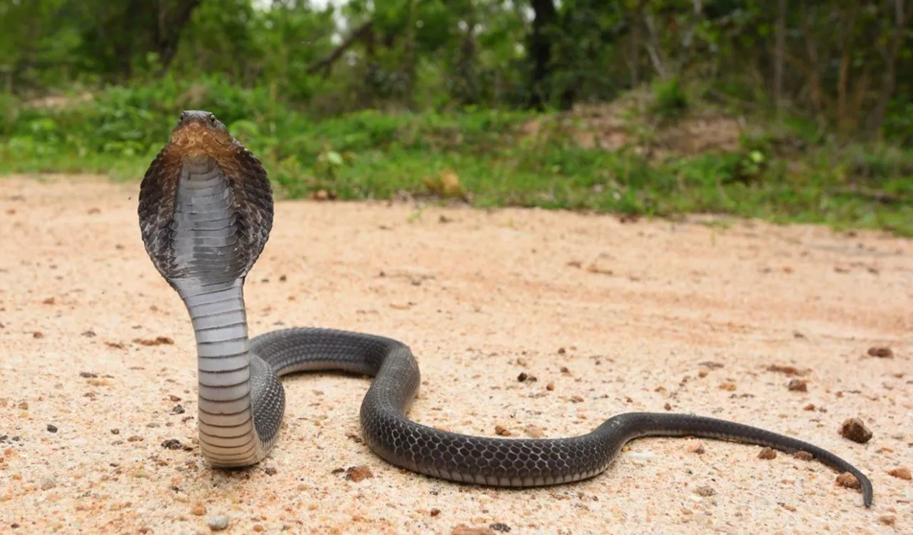 Assam: 19 Cobras Rescued In Nalbari