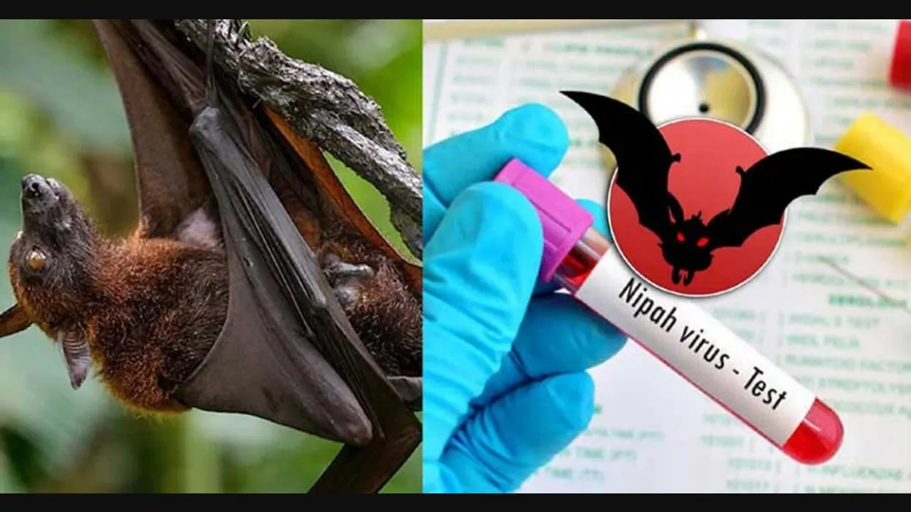 68 Under Isolation For Nipah Virus In Kerala