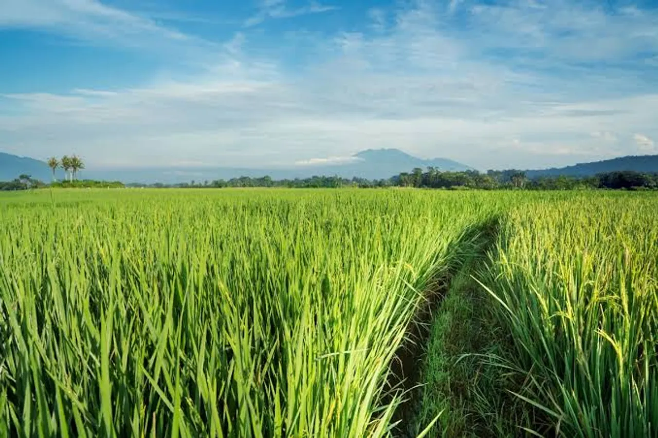 IARI Develops India’s First Ever Non GM Herbicide Tolerant Rice
