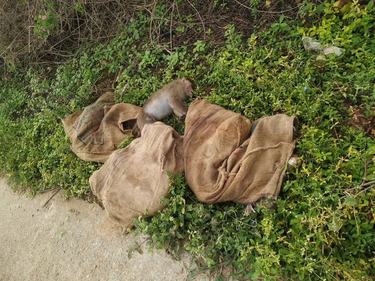 Over 20 monkeys poisoned and dumped near highway at Kolar