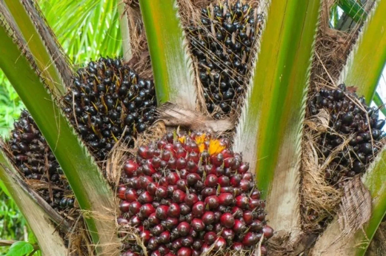 Oil Palm Cultivation Will Turn NE Into Agro Commodity Hub: Narendra  Tomar