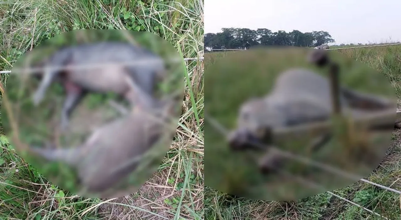 1 Elephant, 2 Wild Boars, 1 Swamp Deer Die Of Electrocution In Kaziranga National Park