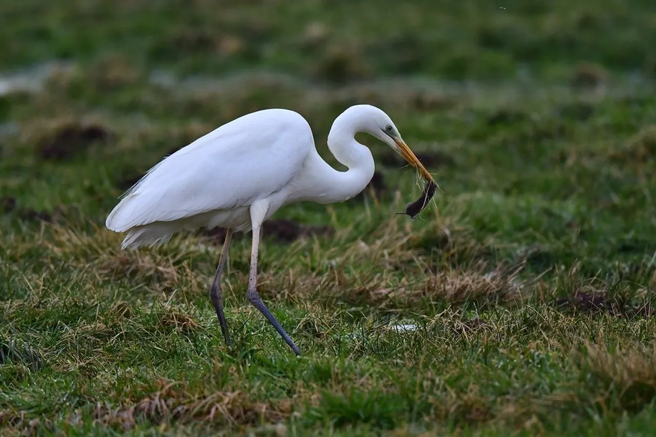 2 Arrested In Boko For Hunting Egrets