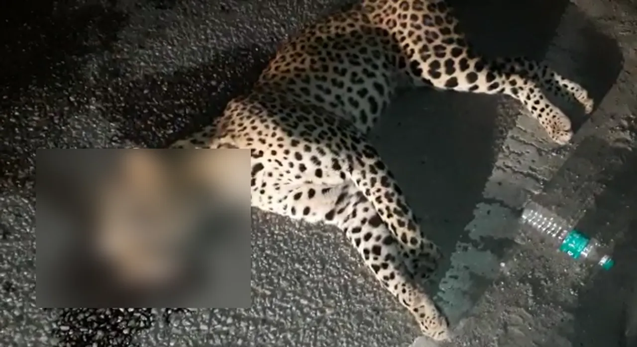 Leopard Killed By Speeding Vehicle In Jorabat