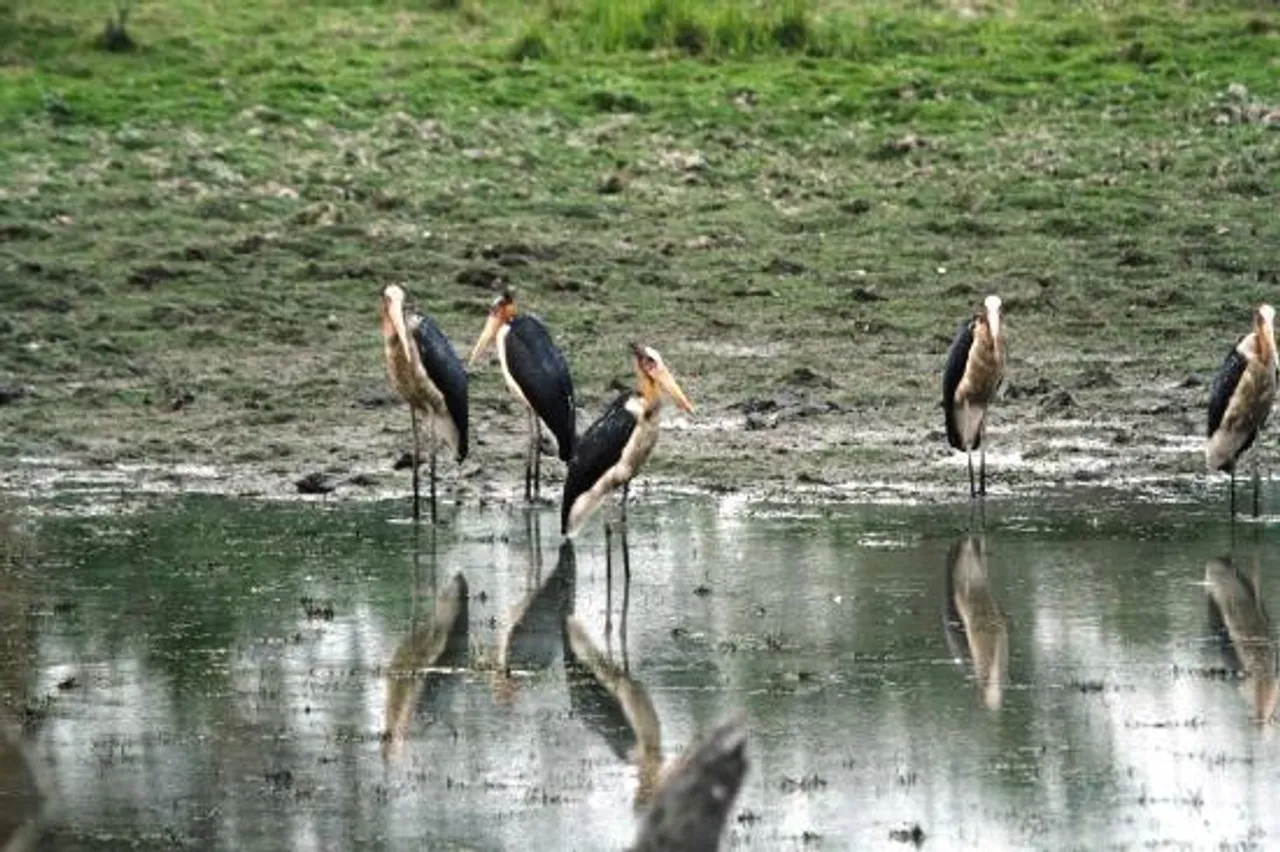 Pelican Colony Of Kaziranga National Park Re-opens For Tourists