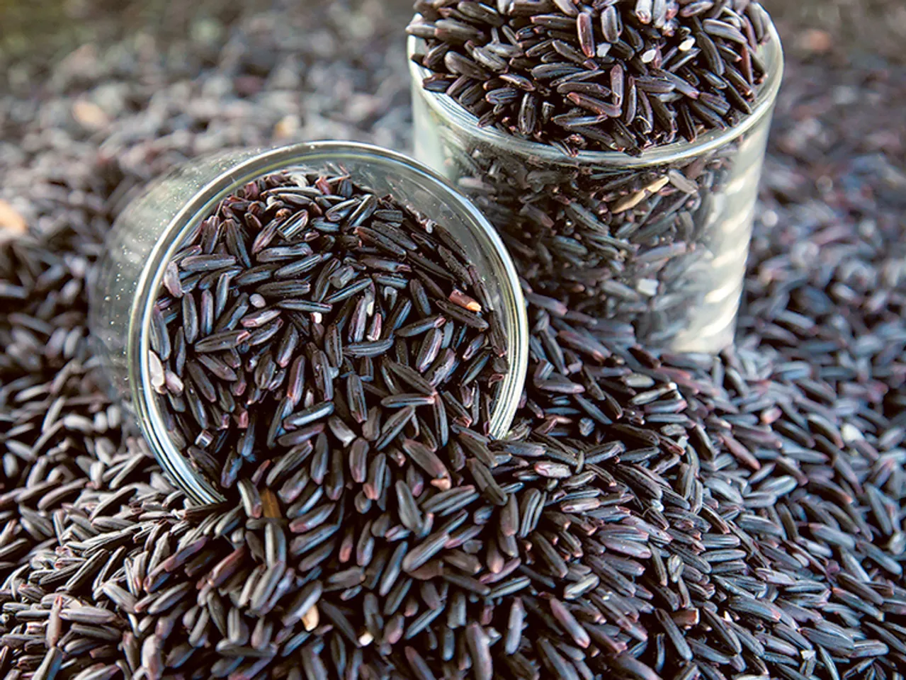 Black Rice Production Begins In Assam