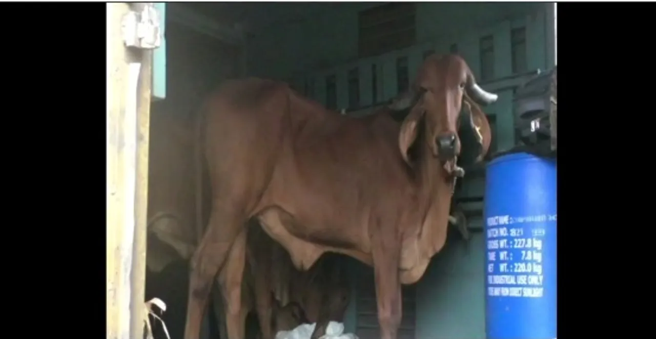 Assam: 108 Gir Cows Brought from Gujarat for Garukhuti Project