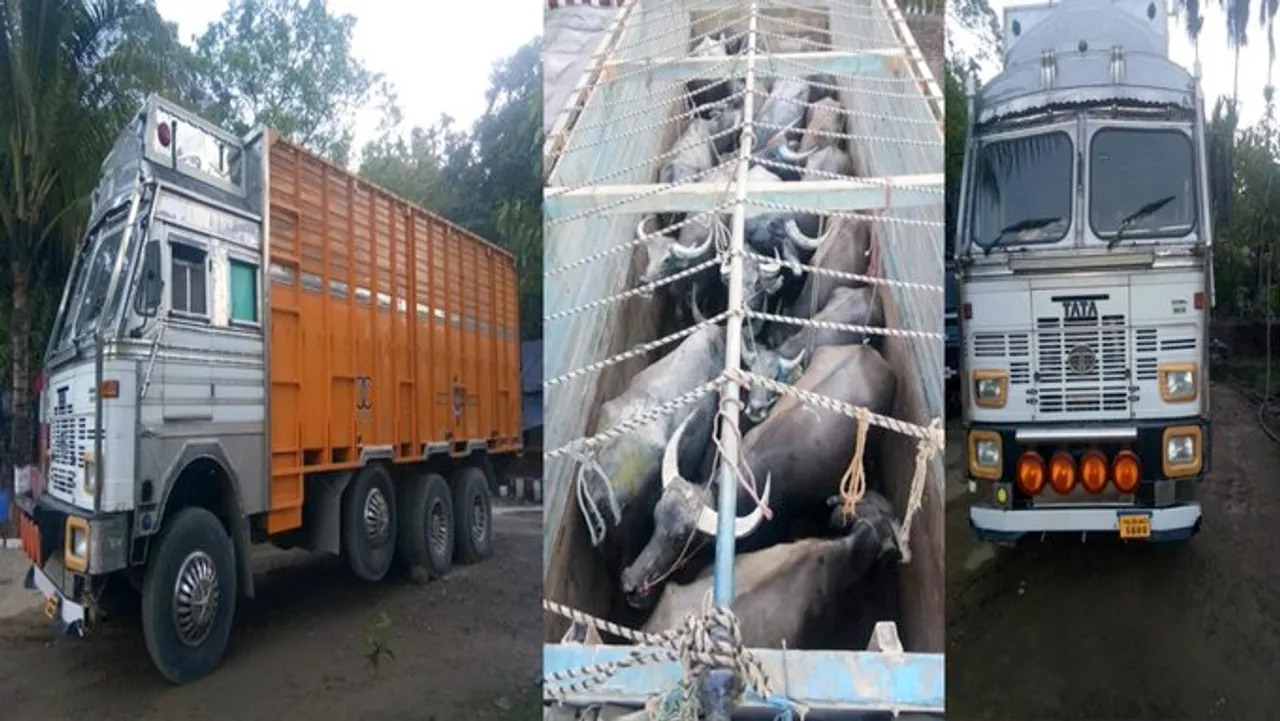 BSF Meghalaya Seizes 17 Cattle Heads Worth Rs. 22.28 Lakh