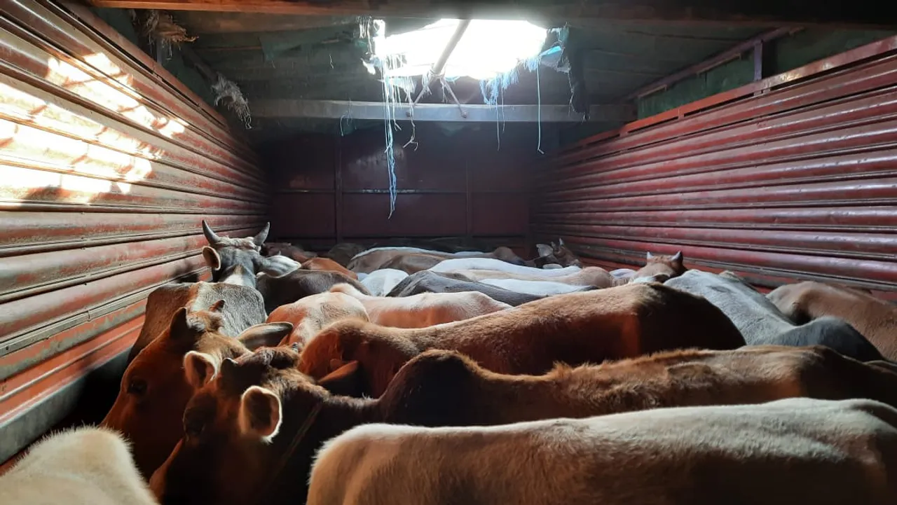 Assam Police Foils Cattle Smuggling Bid In Guwahati, 7 Arrested