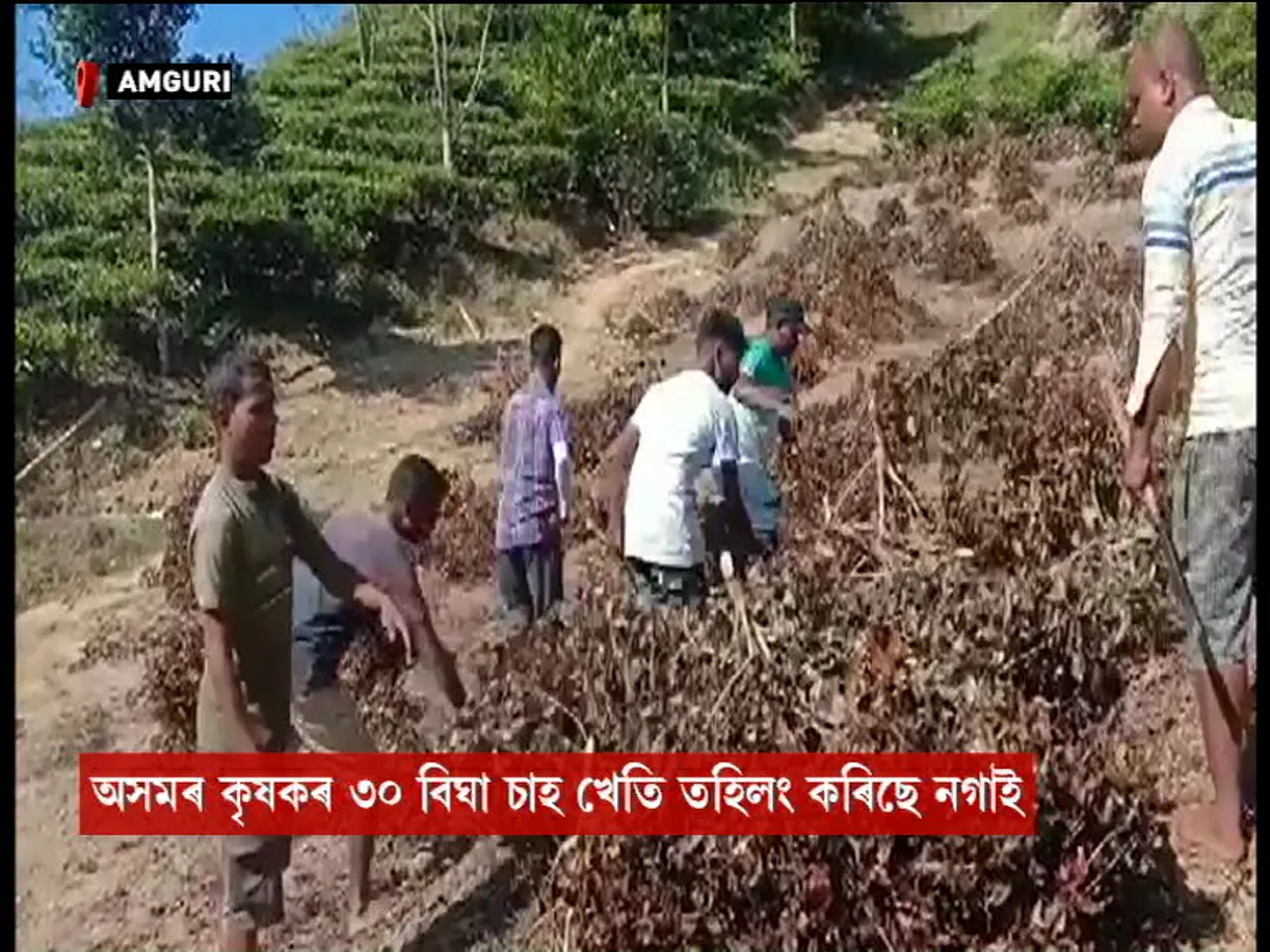 30 ‘Bighas’ Tea Plantation Burnt Down Along Assam-Nagaland Border