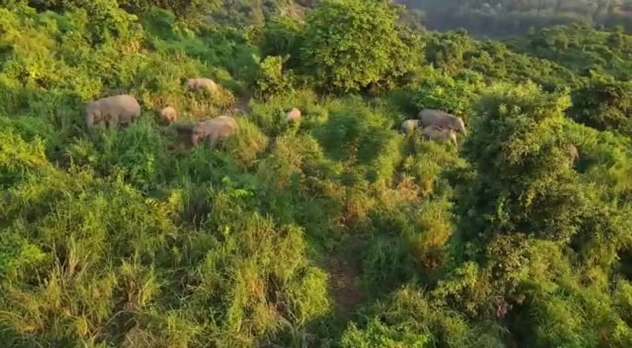 Assam: Special Restaurant For Elephants Opened In Hatikhuli Ronghang