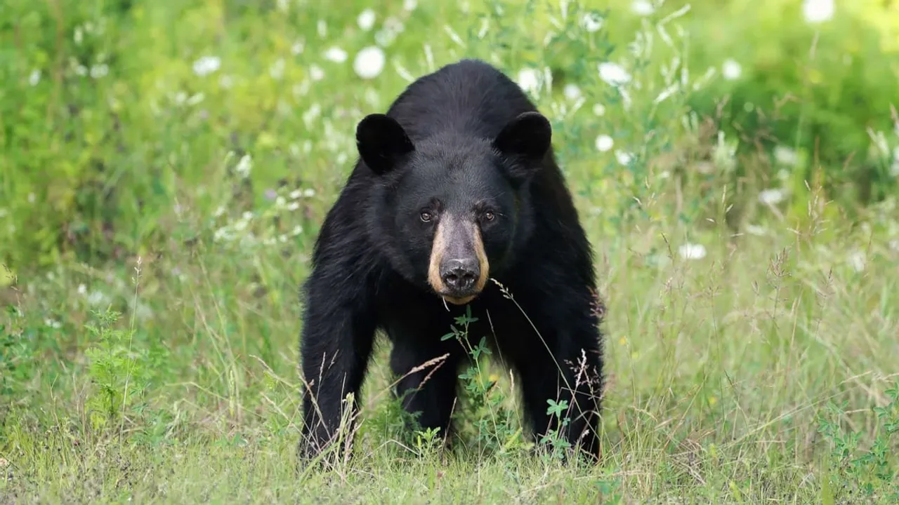Sikkim: Man Injured In Attack By Himalayan Black Bear