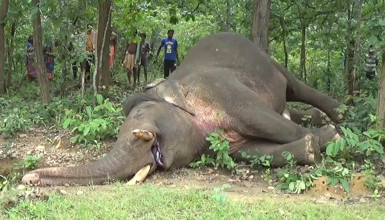 Assam: Wild Elephant Carcass Recovered, Died Due To Electrocution
