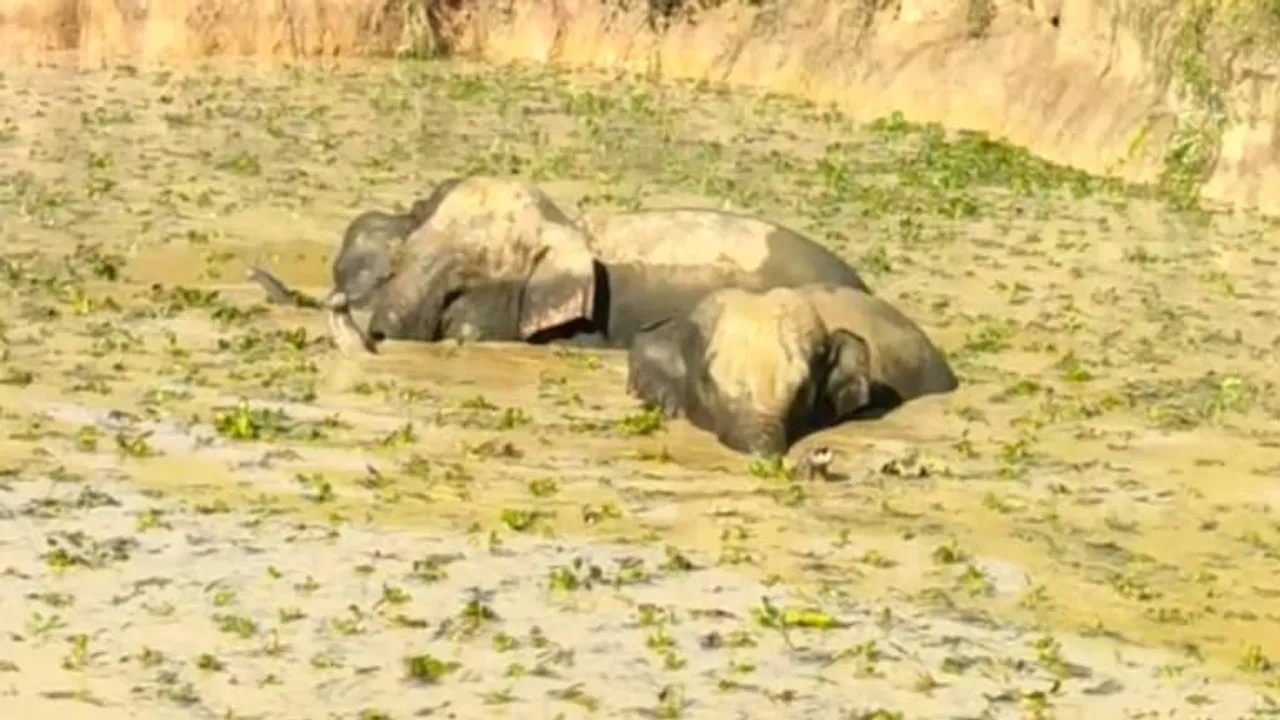 Assam: 6 Elephants Rescued From Muddy Pond In Goalpara