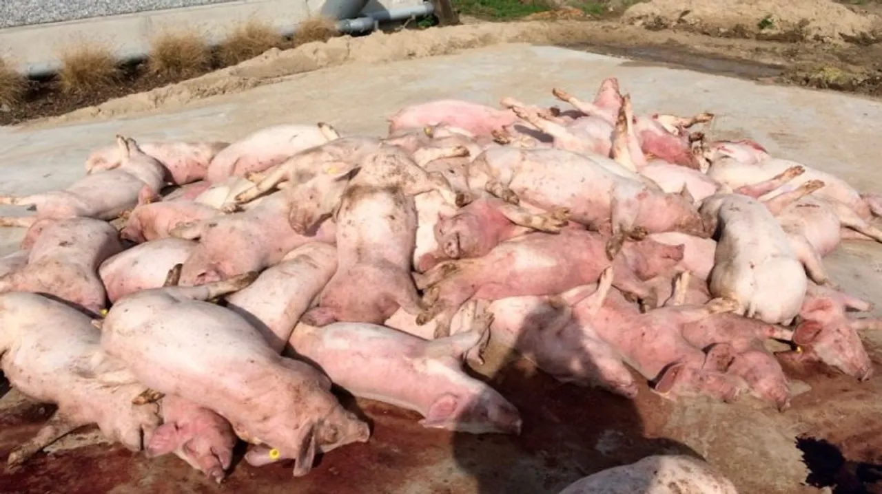 Mizoram: Over 29000 Pigs Died Due to African Swine Fever