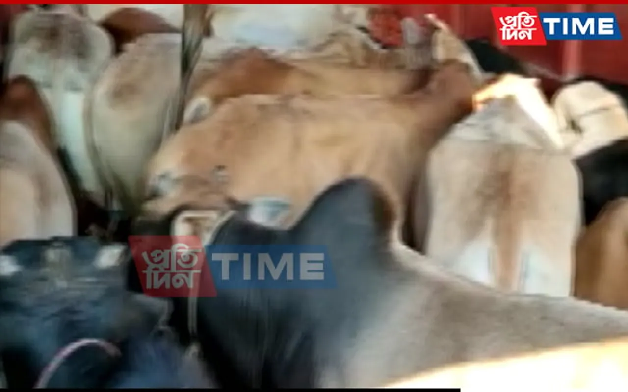 5 Held By Nagaon Police For Illegally Smuggling Cattle