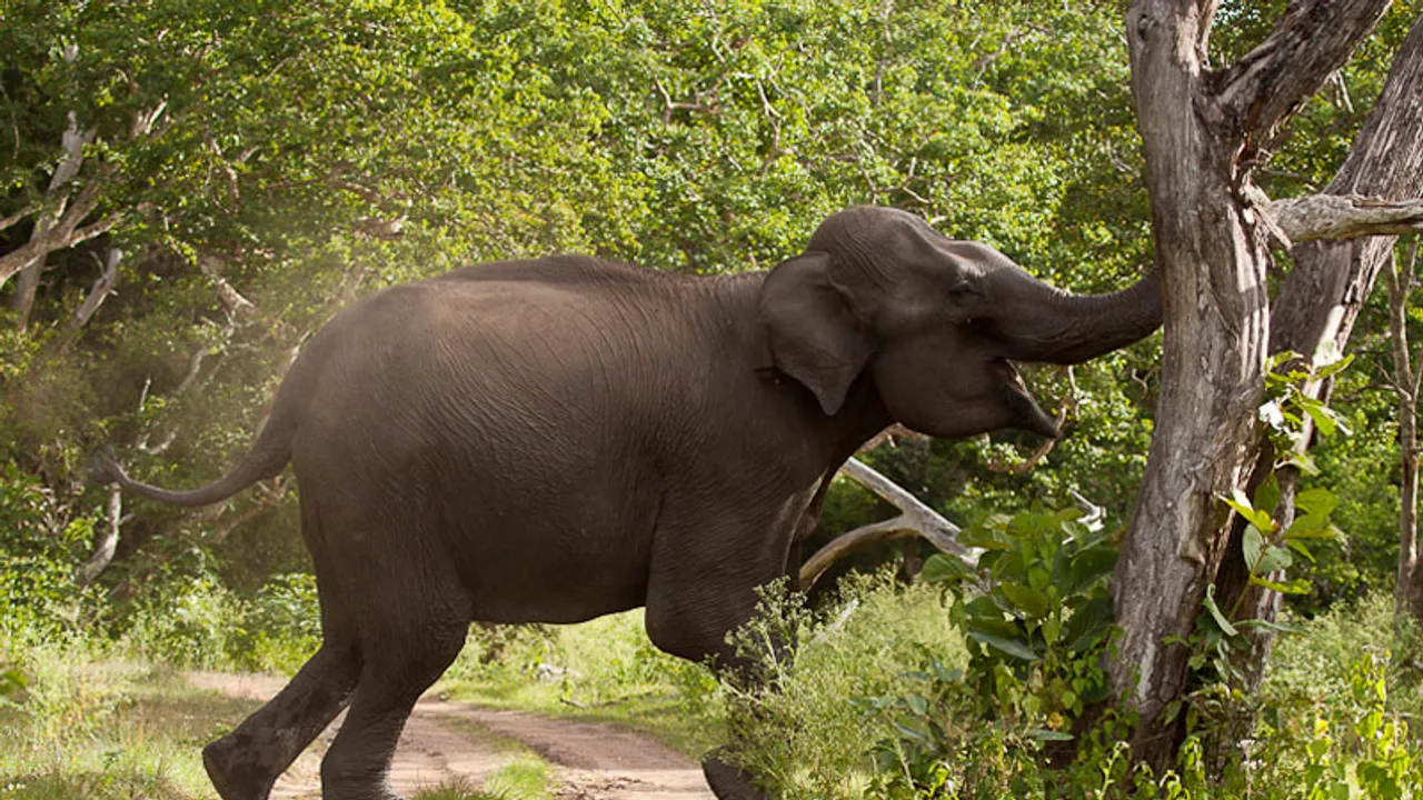 Assam: Forest Guard Critical After Attack By Elephants In Hojai