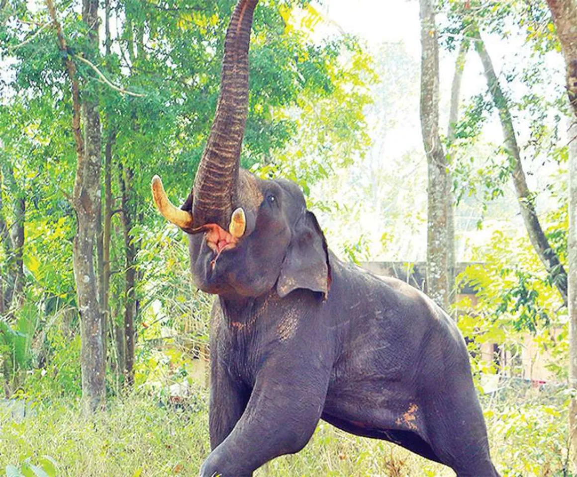 Assam: 1 Critically Injured, Several Houses Trampled In Elephant Attack