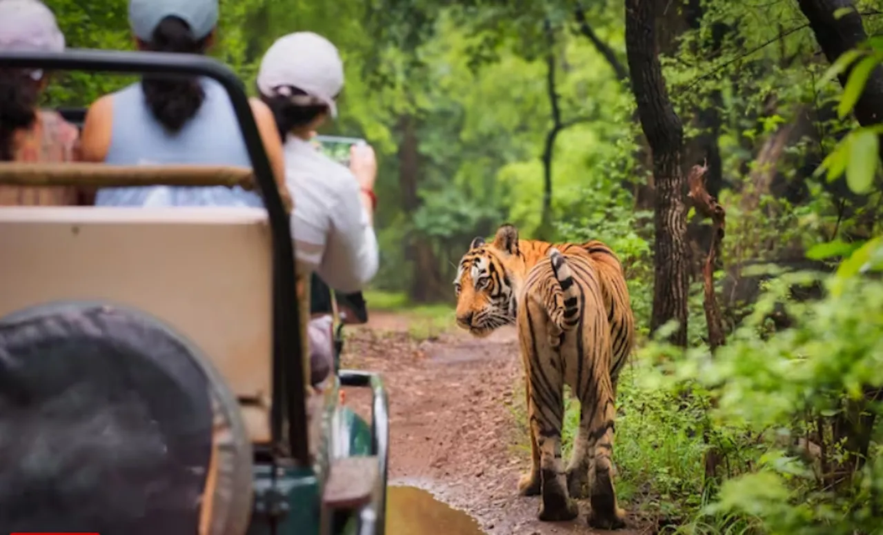 tiger reserve bandipur