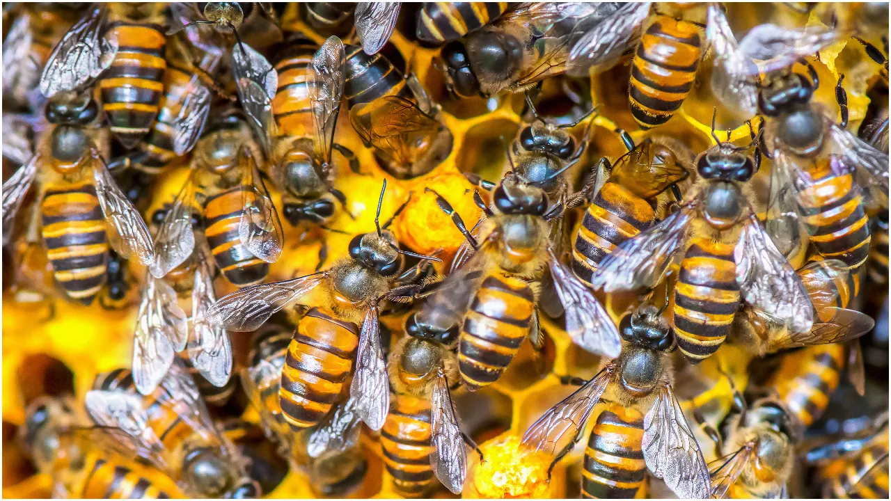beeee