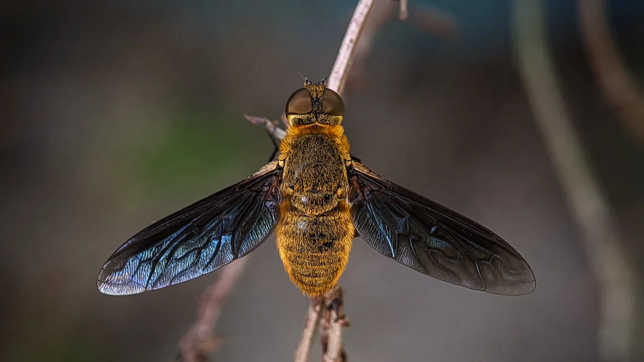 boatfly