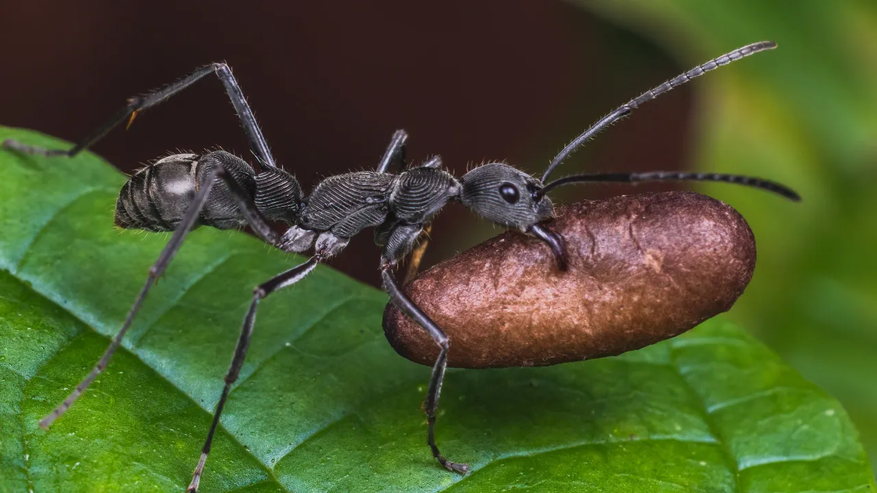 bullet ant