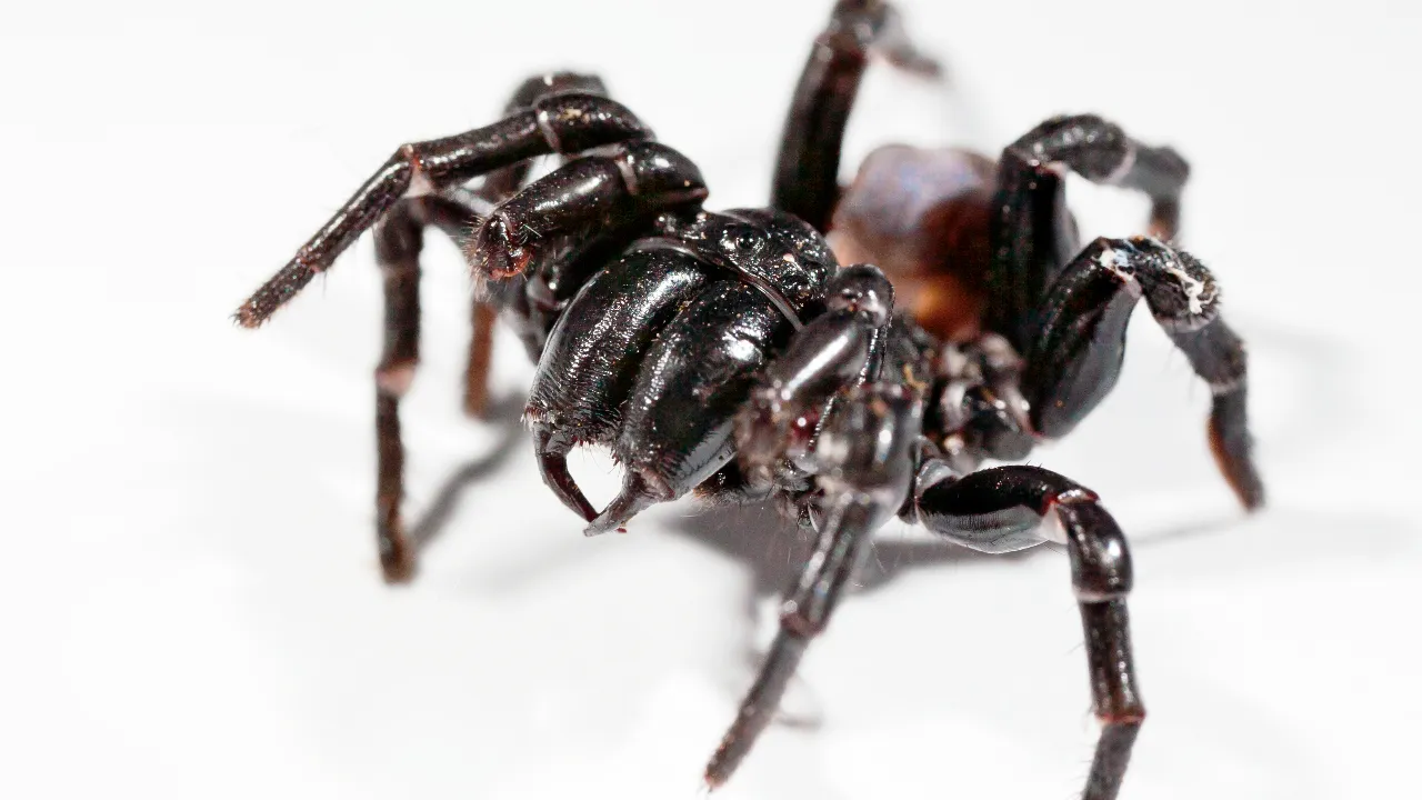 funnel web spider