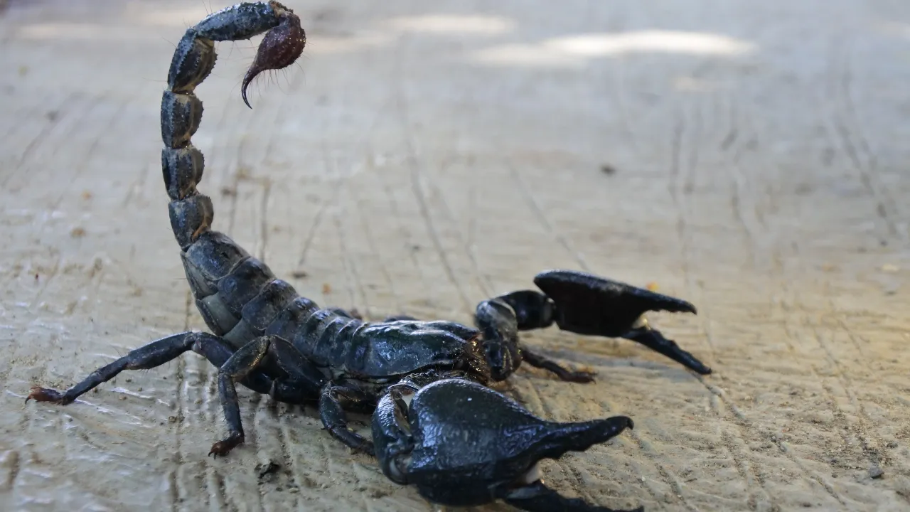 scorpion1