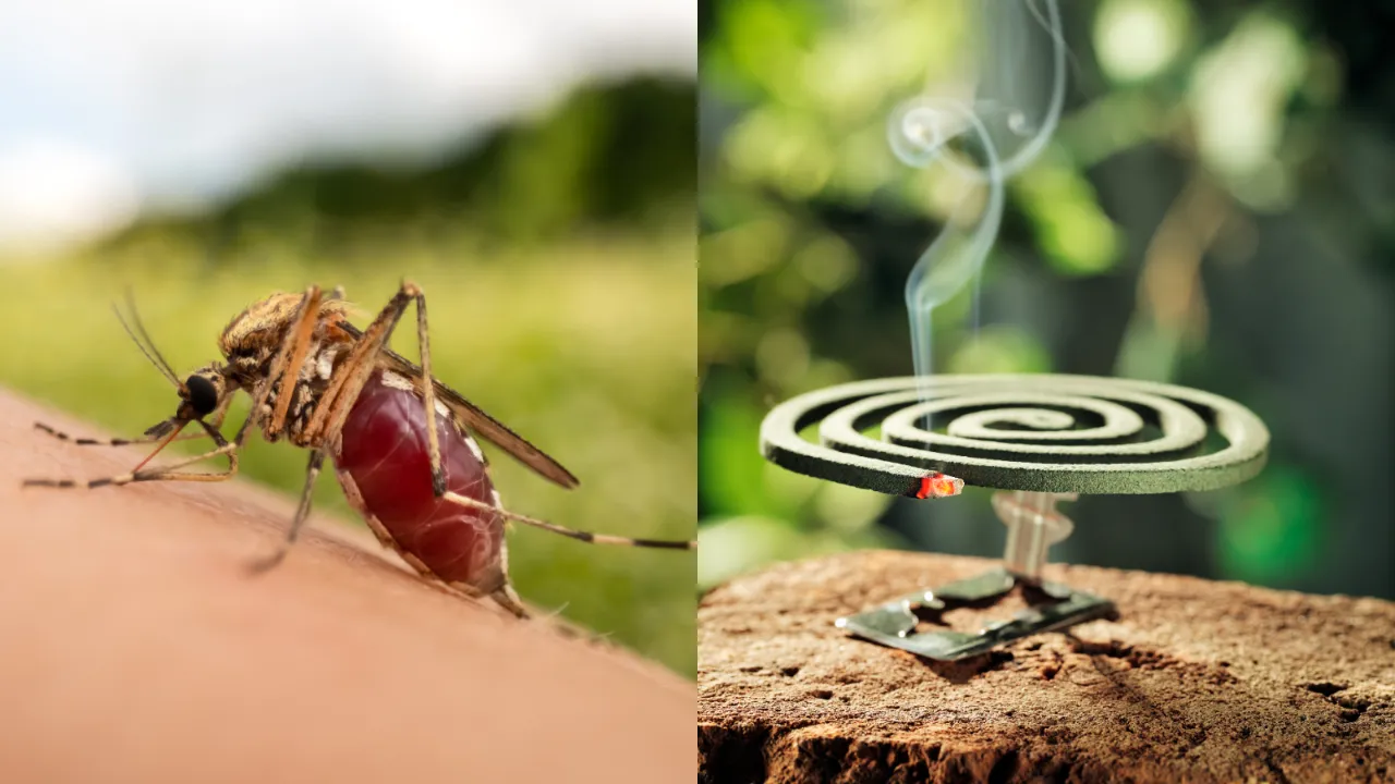 Mosquito Coil