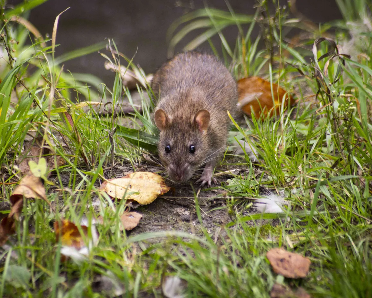 rat3