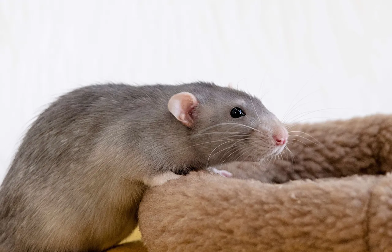rat4