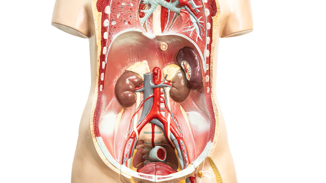 Organs