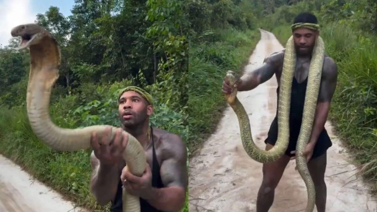 King Cobra: 