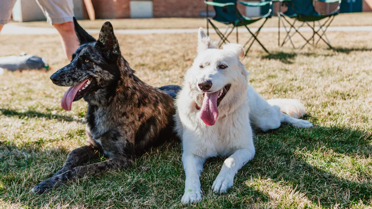 Dogs