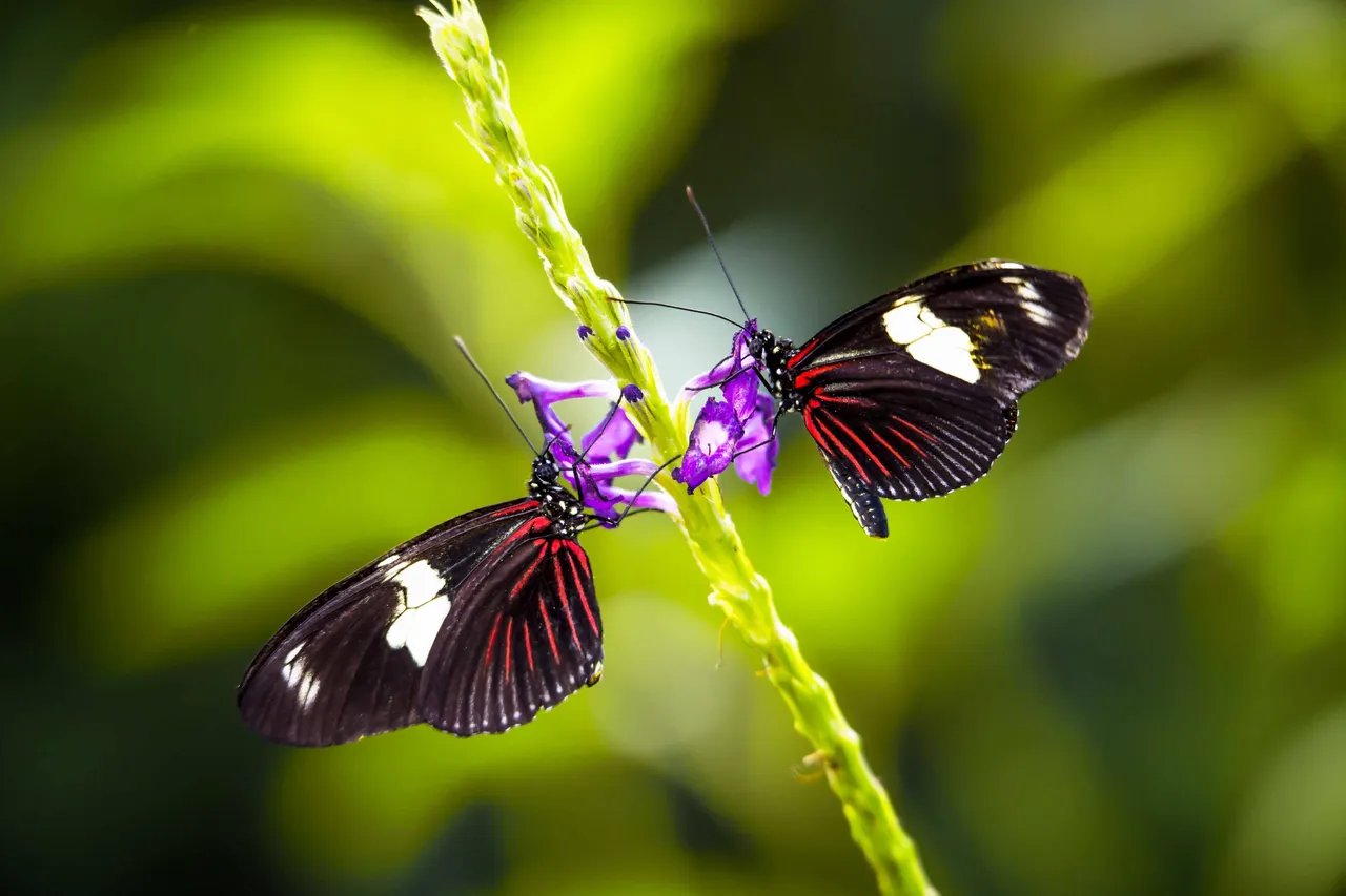 Butterflies1
