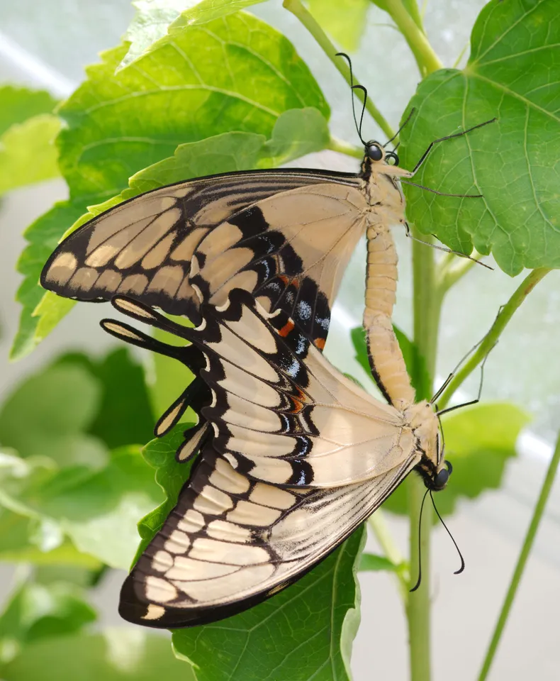 Butterflies2